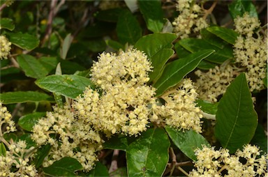 APII jpeg image of Pomaderris elliptica var. elliptica  © contact APII