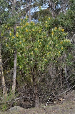 APII jpeg image of Bedfordia linearis subsp. linearis  © contact APII