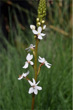 APII jpeg image of Stylidium armeria subsp. armeria  © contact APII