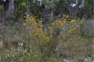 APII jpeg image of Aotus ericoides  © contact APII