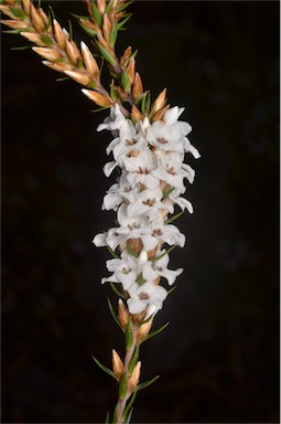 APII jpeg image of Epacris lanuginosa  © contact APII