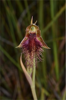 APII jpeg image of Calochilus robertsonii  © contact APII