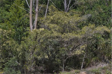 APII jpeg image of Acacia riceana  © contact APII