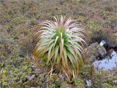 APII jpeg image of Richea pandanifolia  © contact APII