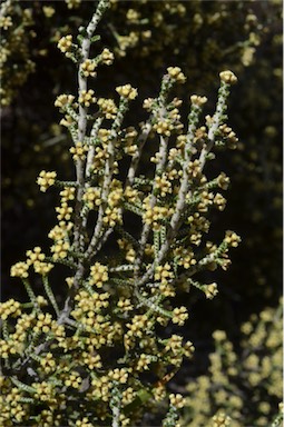 APII jpeg image of Ozothamnus scutellifolius  © contact APII