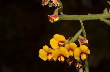 APII jpeg image of Bossiaea riparia  © contact APII