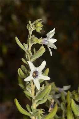 APII jpeg image of Cyphanthera tasmanica  © contact APII