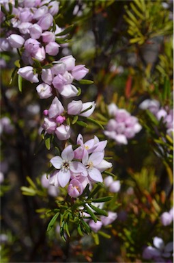 APII jpeg image of Boronia pilosa subsp. pilosa  © contact APII