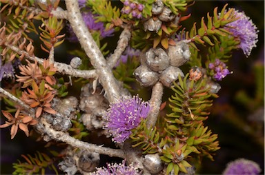 APII jpeg image of Melaleuca squamea  © contact APII