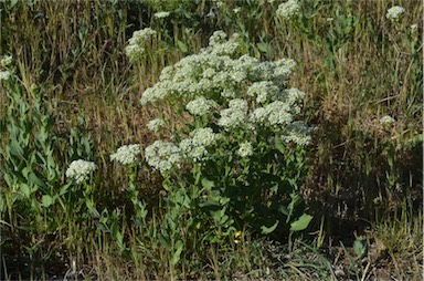 APII jpeg image of Lepidium draba subsp. draba  © contact APII