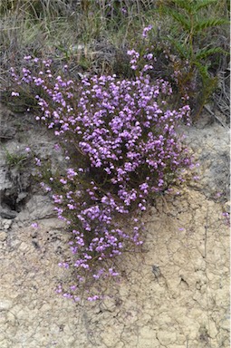 APII jpeg image of Tetratheca labillardierei  © contact APII