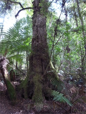 APII jpeg image of Nothofagus cunninghamii  © contact APII