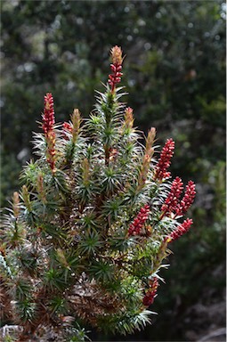 APII jpeg image of Richea scoparia  © contact APII