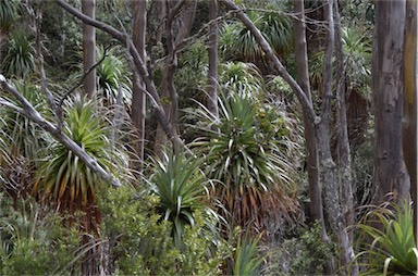 APII jpeg image of Richea pandanifolia  © contact APII