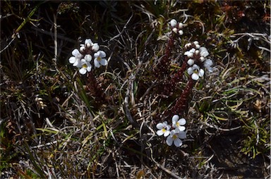 APII jpeg image of Euphrasia striata  © contact APII