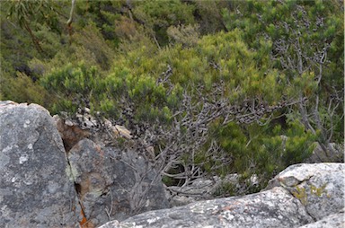 APII jpeg image of Allocasuarina monilifera  © contact APII