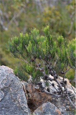 APII jpeg image of Allocasuarina monilifera  © contact APII