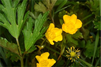 APII jpeg image of Ranunculus lappaceus  © contact APII