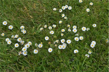 APII jpeg image of Bellis perennis  © contact APII