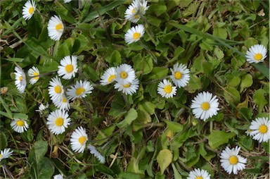 APII jpeg image of Bellis perennis  © contact APII