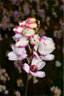 APII jpeg image of Ixia maculata  © contact APII