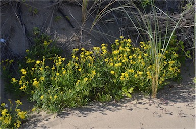 APII jpeg image of Senecio pinnatifolius var. maritimus  © contact APII