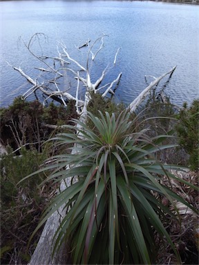 APII jpeg image of Richea pandanifolia  © contact APII