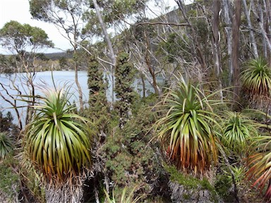 APII jpeg image of Richea pandanifolia  © contact APII