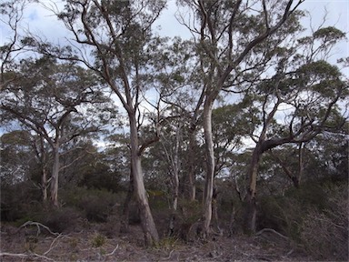 APII jpeg image of Eucalyptus ovata  © contact APII