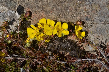 APII jpeg image of Hibbertia fasciculata  © contact APII