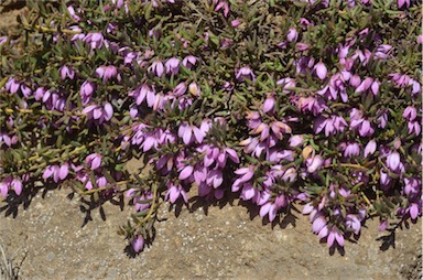 APII jpeg image of Tetratheca procumbens  © contact APII