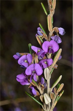 APII jpeg image of Hovea montana  © contact APII