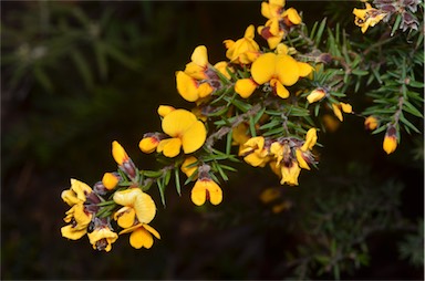 APII jpeg image of Pultenaea juniperina  © contact APII