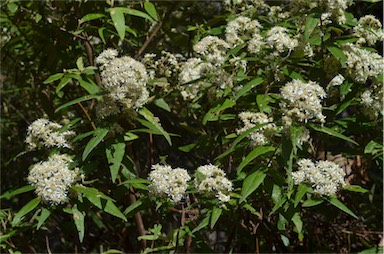 APII jpeg image of Olearia lirata  © contact APII