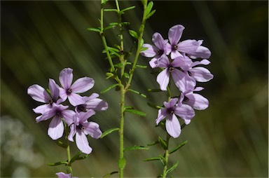 APII jpeg image of Tetratheca pilosa subsp. latifolia  © contact APII