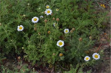 APII jpeg image of Brachyscome diversifolia var. maritima  © contact APII