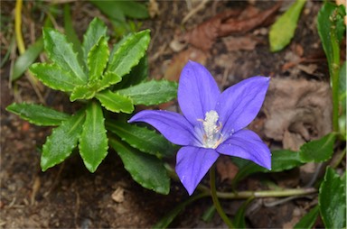 APII jpeg image of Wahlenbergia gloriosa  © contact APII