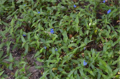 APII jpeg image of Commelina cyanea  © contact APII