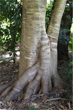 APII jpeg image of Ficus henneana  © contact APII