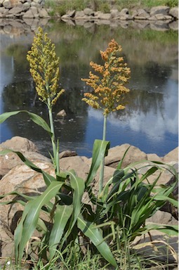 APII jpeg image of Sorghum bicolor  © contact APII