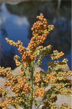 APII jpeg image of Sorghum bicolor  © contact APII