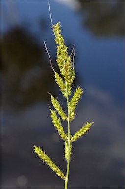 APII jpeg image of Echinochloa crus-galli  © contact APII