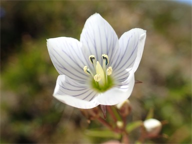 APII jpeg image of Gentianella muelleriana  © contact APII