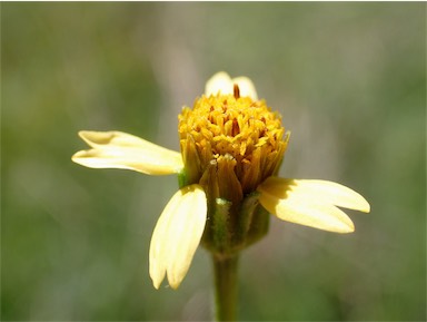 APII jpeg image of Bidens subalternans var. subalternans  © contact APII