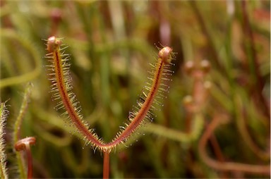 APII jpeg image of Drosera binata  © contact APII