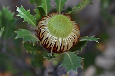 APII jpeg image of Banksia heliantha  © contact APII