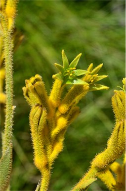 APII jpeg image of Anigozanthos 'Bush Matilda'  © contact APII