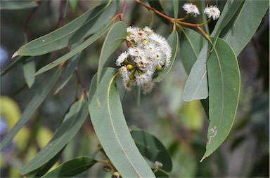 APII jpeg image of Eucalyptus haemastoma  © contact APII