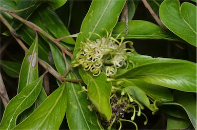 APII jpeg image of Grevillea helmsiae  © contact APII