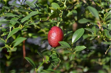 APII jpeg image of Citrus 'Australian Blood'  © contact APII